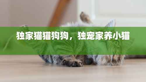 独家猫猫狗狗,独宠家养小猫