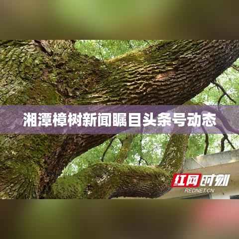 湘潭樟树新闻瞩目头条号动态