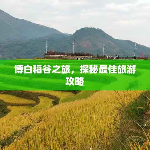 博白稻谷之旅,探秘最佳旅游攻略