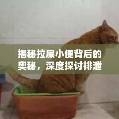 揭秘拉屎小便背后的奥秘，深度探讨排泄系统的秘密